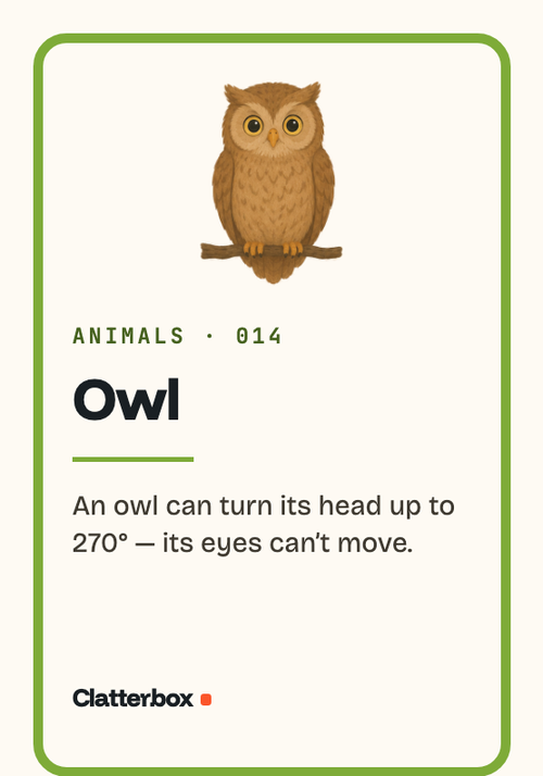 Printed card: Owl. An owl can turn its head up to 270°, its eyes can't move.